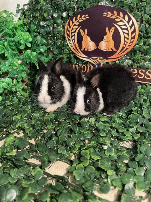Quyon karlik mini lops
