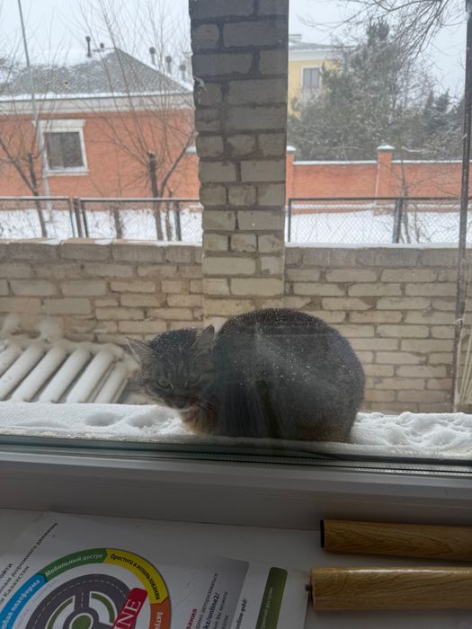 Кошка, отдам в добрые руки