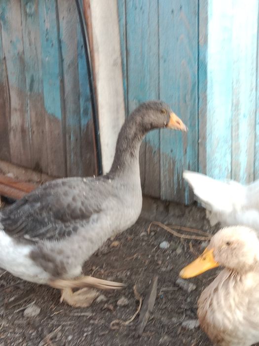 Продам гусей   .