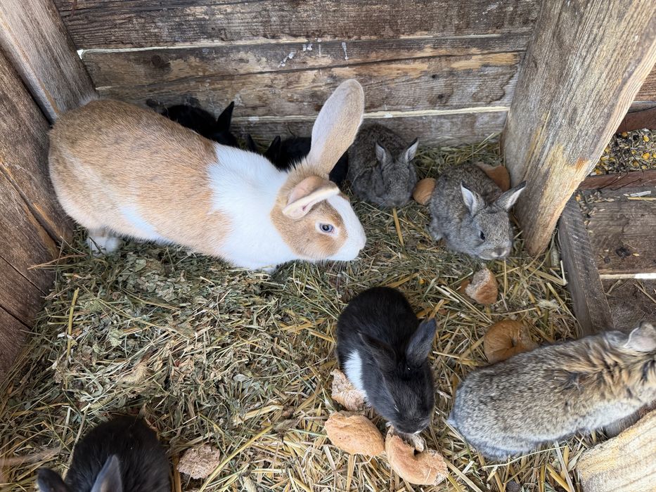 Vând  iepuroaice prima fatare cu tot cu pui, una avand 6 si una 8 pui