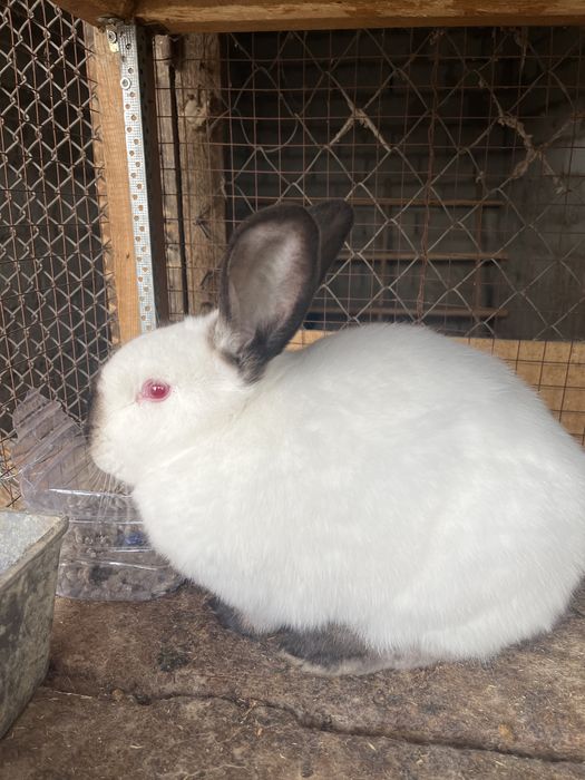 Калифорниские кролики.