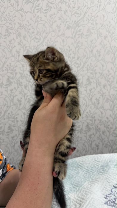Продается котик шатландский прямоушка