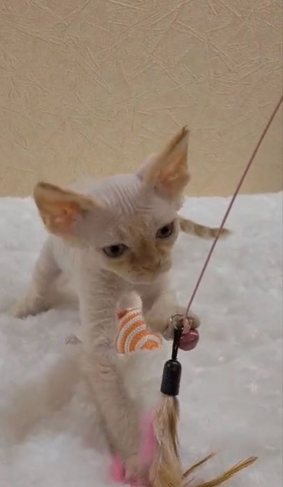 Девон-рекс котята в Алматы!