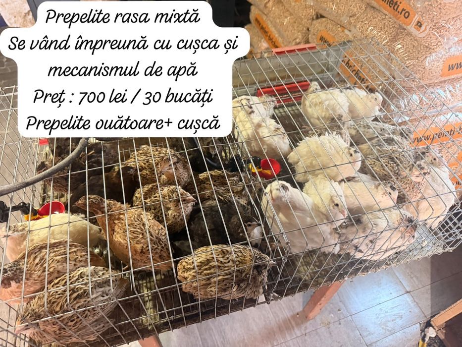 Animale pentru gospodarie,microferma