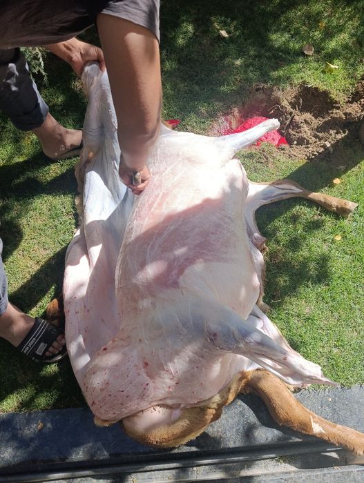 Qoy Qõchqorla sotladi  gõshtini kilos 140.000 mingdan xizmatlari ichda