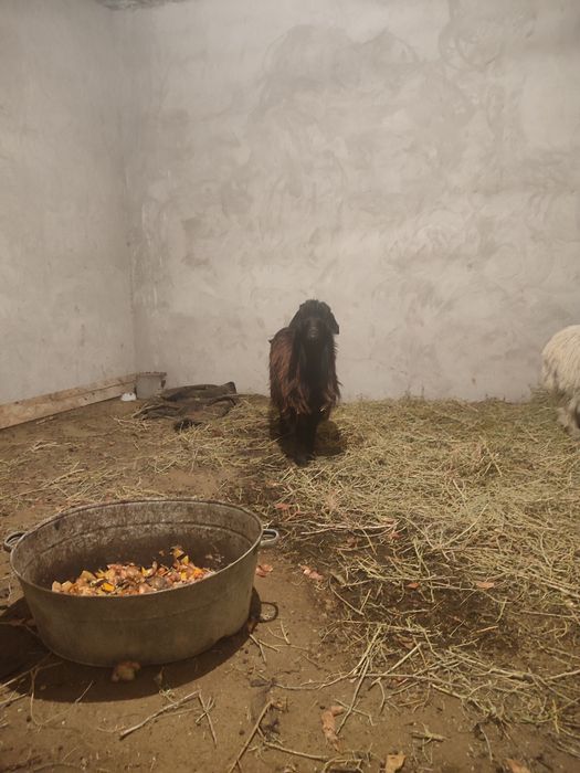 Ешкилер лактар  сатылады