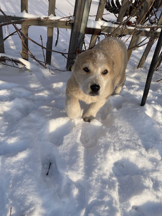 Щенок тобет мальчик срочно