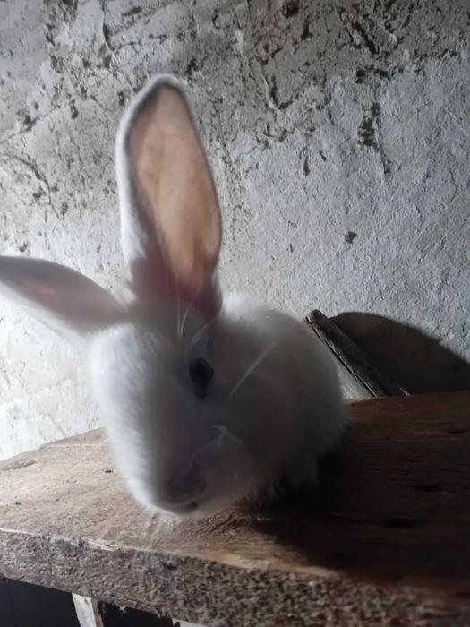 Vând iepurași metis în vârstă de 8-9 săptămâni