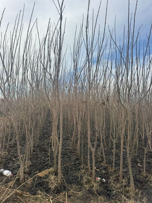 Лиственные породы деревьев