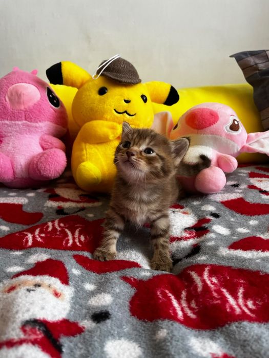 Котята за шоколадку)