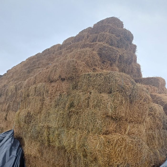 Vând baloti lucernă dreptunghiulari