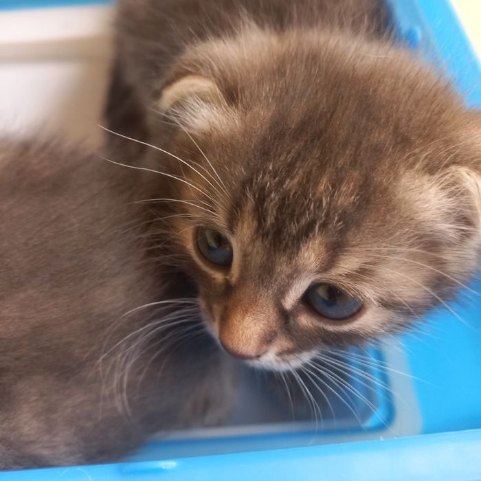 Вислоухая девочка 1 ,5 месяц