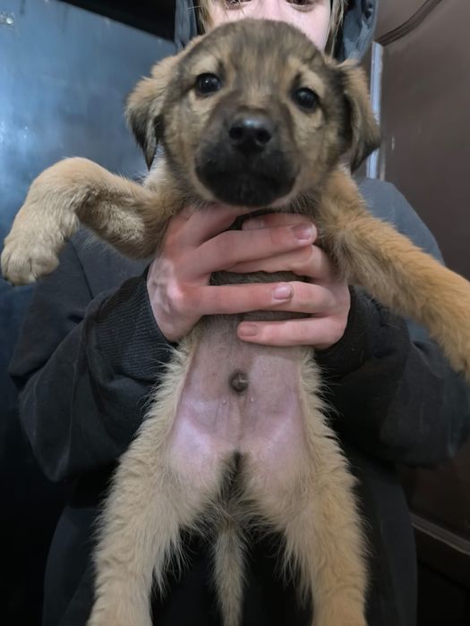 Щенки в добрые руки