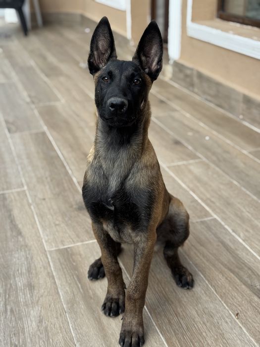 Белгийска Овчарка Малиноа