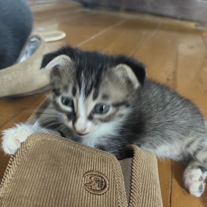 Продам котят вислоухие