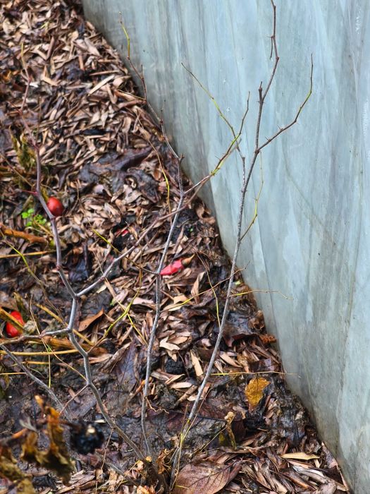 Хинап фиданки  различни височини