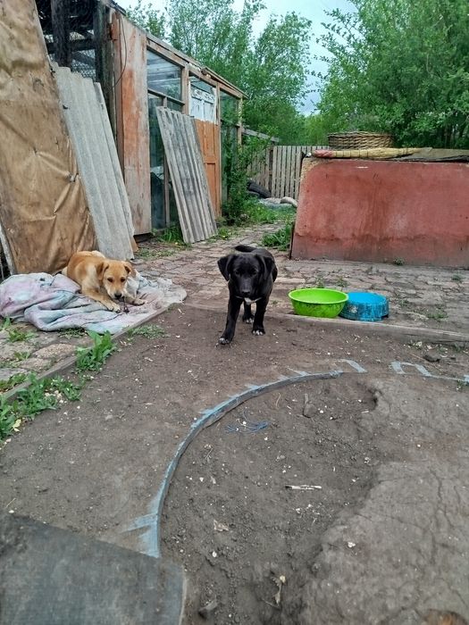 Отдам щенят в добрые руки