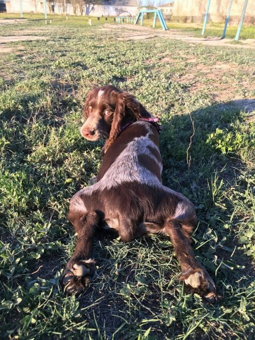 Шоколадные Спаниельки)))