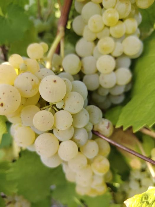 Vând strguri de vin