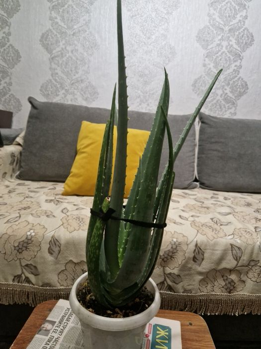 Продам алоэ вера