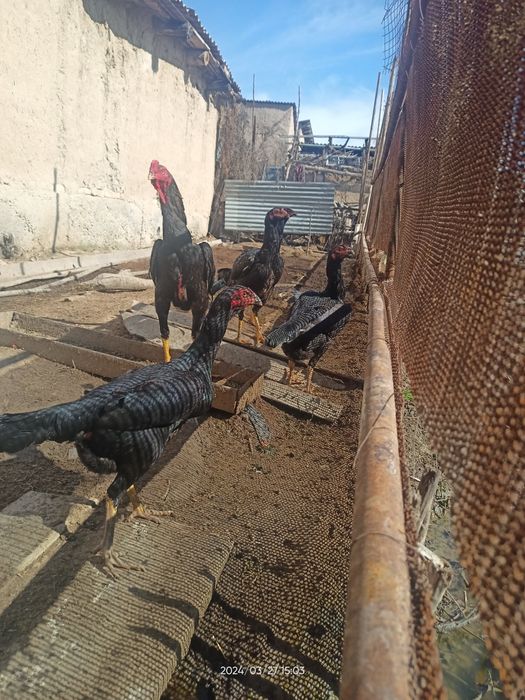 Дакен, жожа макиеонлар сотувда.