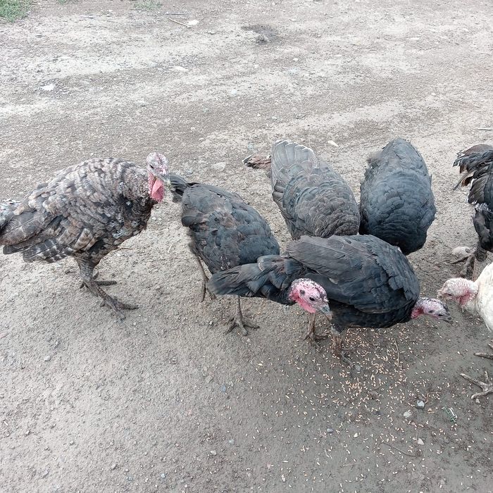 Продам 2 индюшки