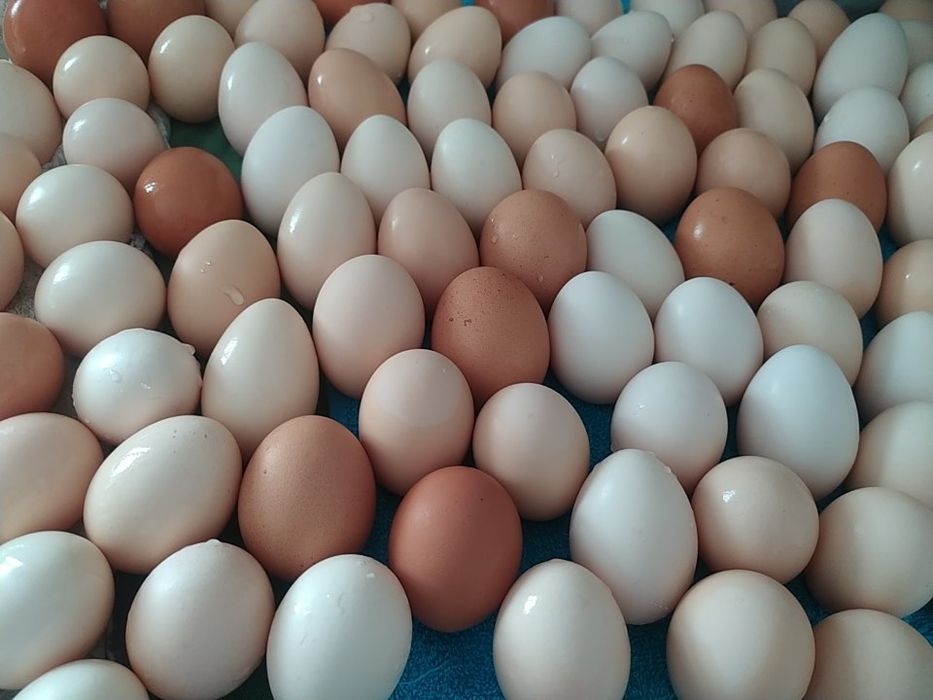 Домашние свежие яйца.