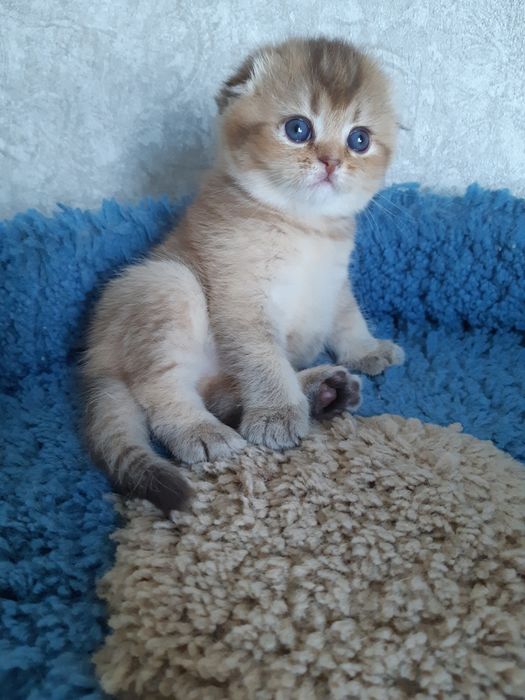 Шотландские Золотые Шиншилы
