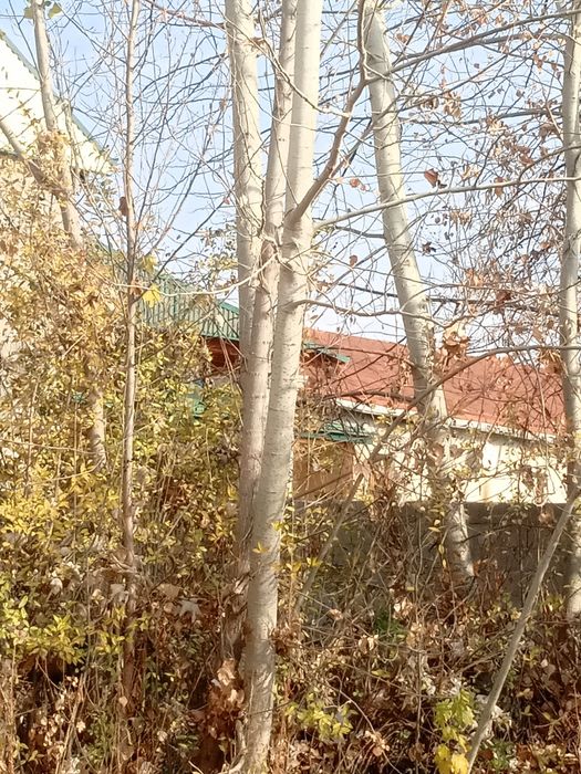 Kuk va kalifornia teraklar bor. Bolorlikga tayyor holda