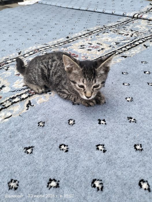 Котята бесплатно. Марғау тегін