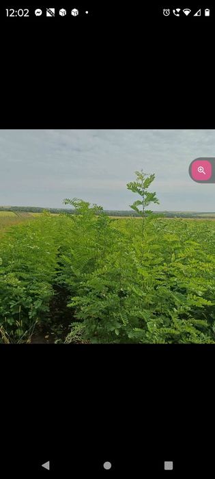 Vând puieți tratați 100%