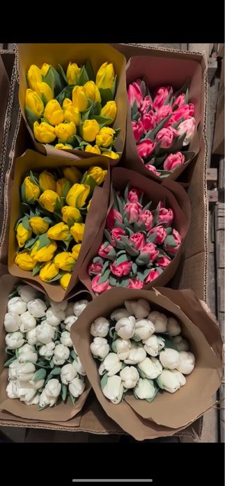 Тюльпаны премиум класса