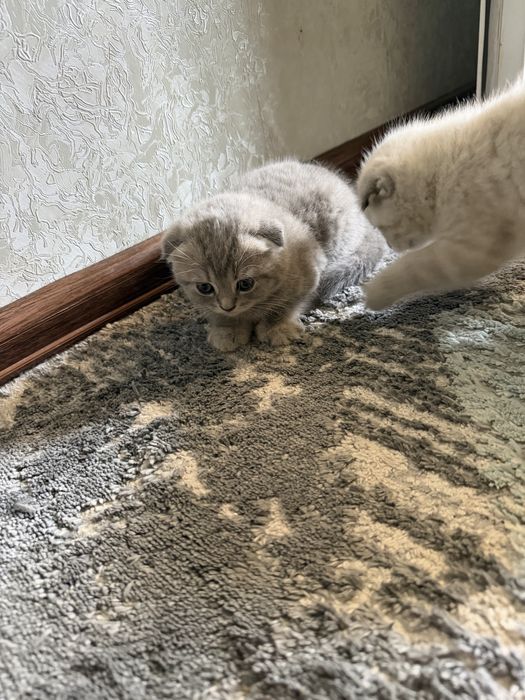 Маленький котят три штуки