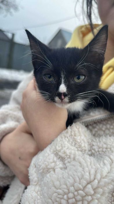 Отдам в добрые руки котеночка, зовут Кузя.