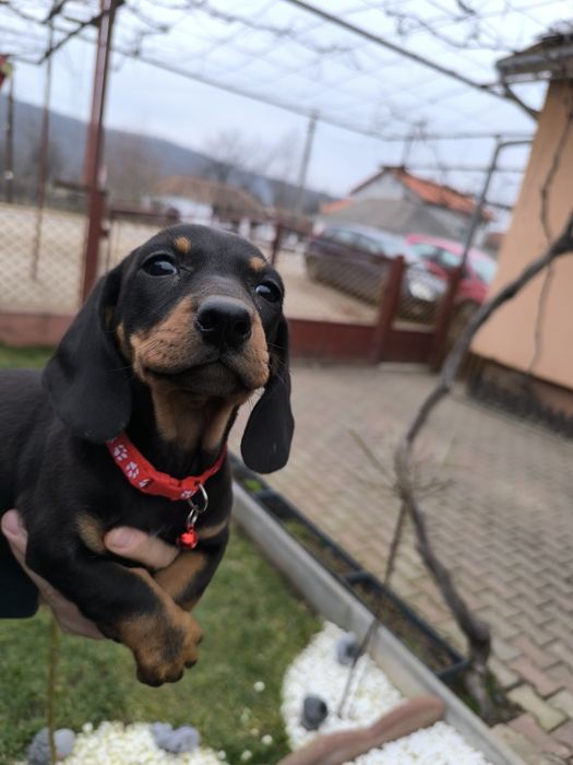 Teckel negru standard