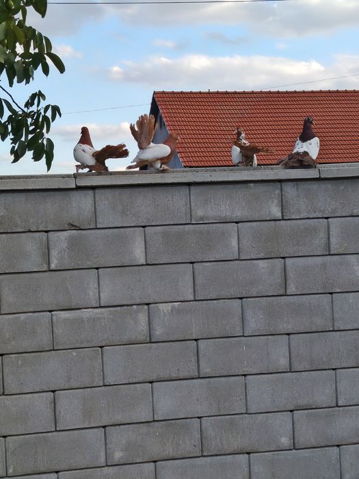 Roleri de cluj si jucatori de Timișoara