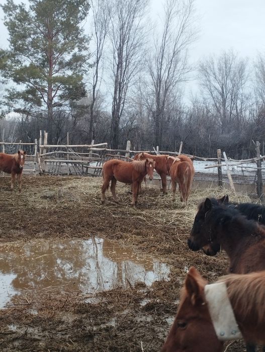 Тайлар сатам 5 бас.