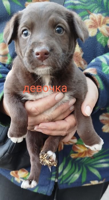 Щеночки в добрые руки. Писать на ватсап.