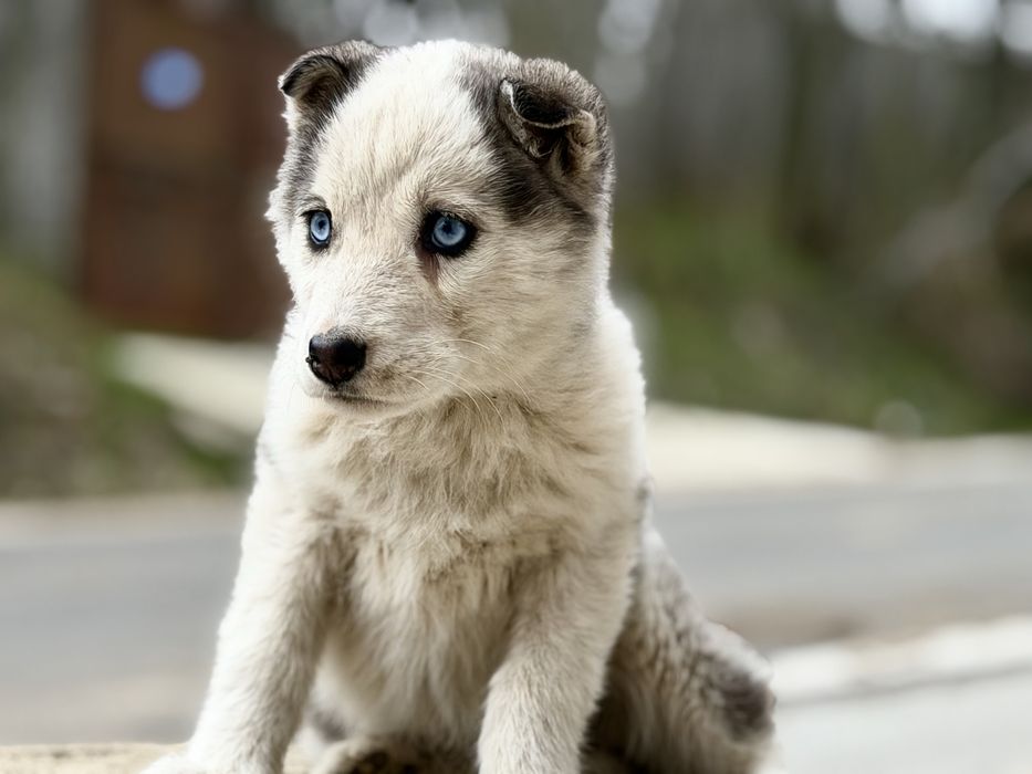 Femela husky siberian!