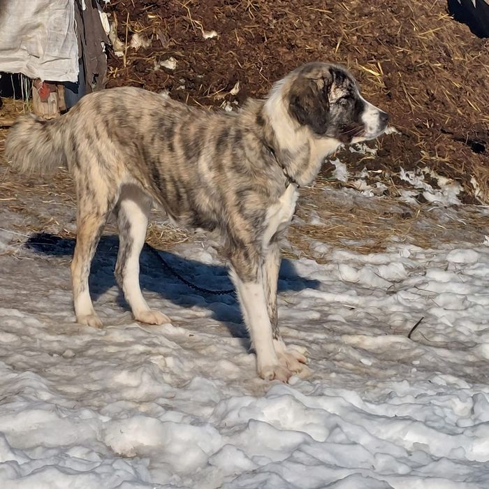 Donez femelă talie mare