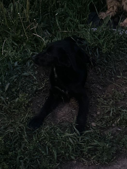 Собака (девочка) игривый