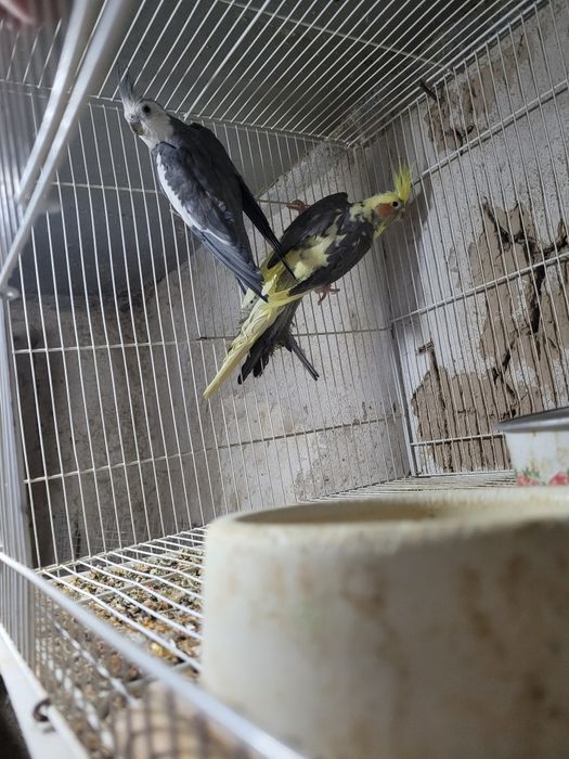 Продаём попугаев