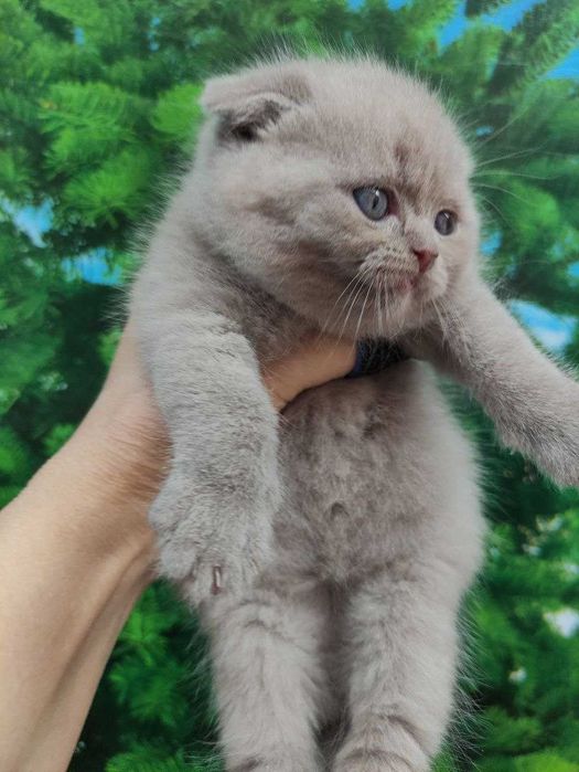 Продается элитный котенок фолд, мальчик, лилового окраса.