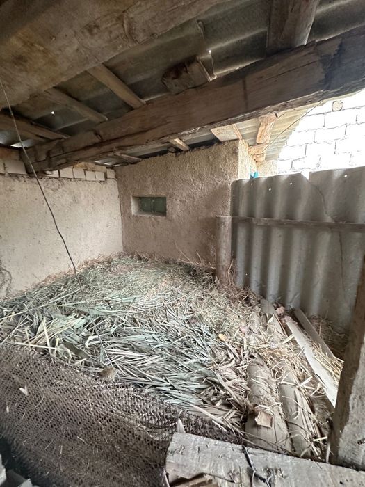 Малға арналған жем шөп