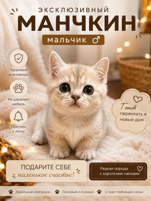 Продается котенок Манчкин