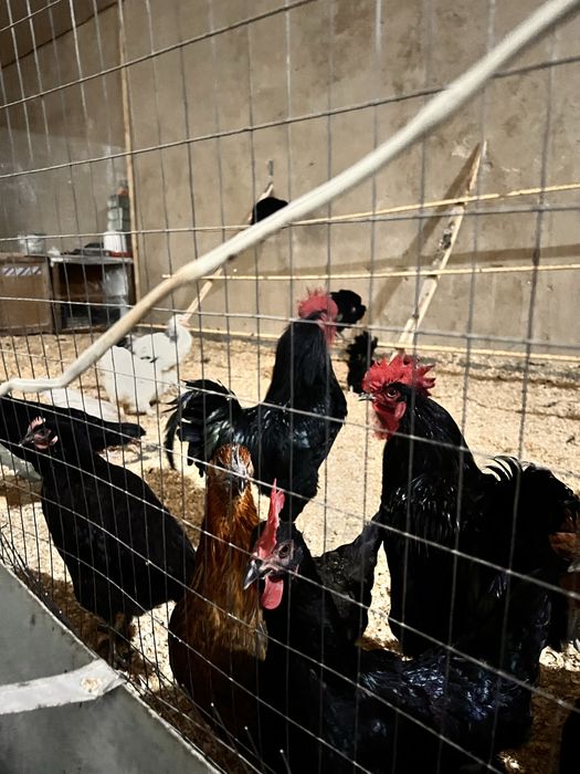 Qora shahzoda Tovuqlar