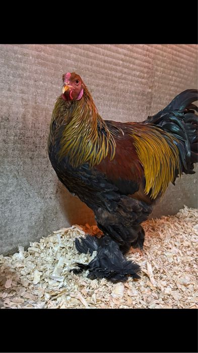 Oua de incubat pui mici Araucana La Bresse Brahma HD Sussex Marans