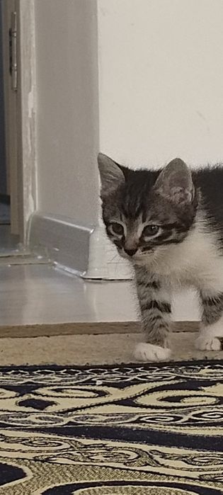 Марғау тегін беремін