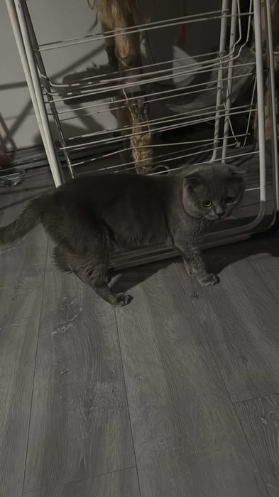 pisoi pentru adoptie