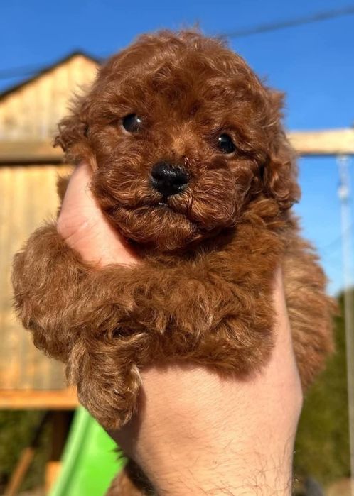 Pui Pudel Caniche  red toy